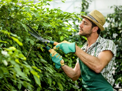 Tree care service for homes and businesses in Osterley